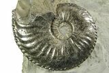 Pyritized Jurassic Ammonite (Amaltheus) Fossil - France #367612-1
